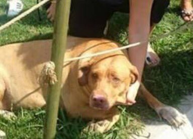 Hayvana tecavüz eden insana da eder. Hayvanı öldüren insanı da öldürür. Peki nasıl suç değil de kabahat sayılabilir?
hurriyet.com.tr/yazarlar/melis…