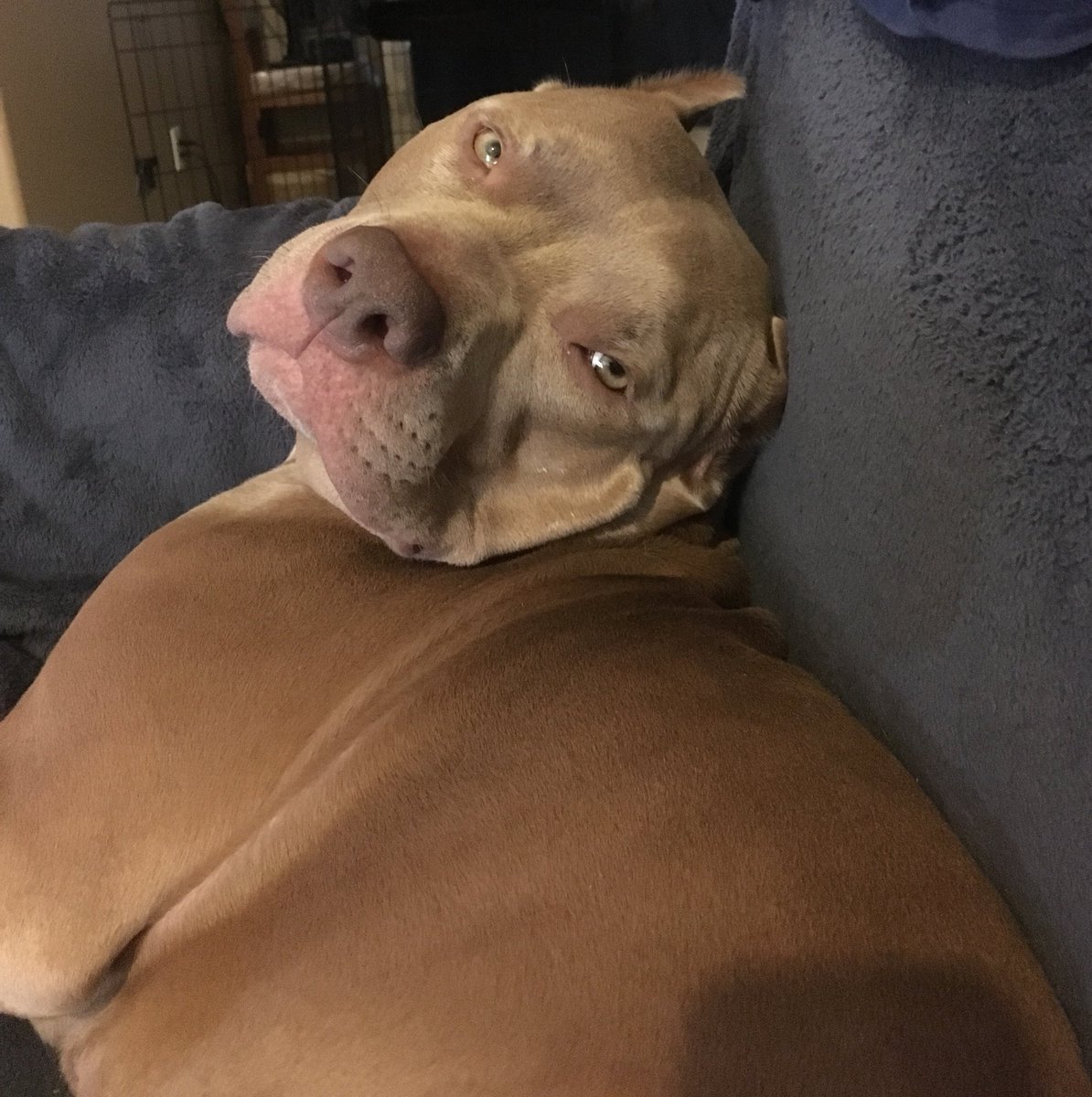 AZPetSitterPro's tweet photo. How am I expected to deal with this day after day? 

#adoptedandloved #spayneuteradopt #pittie #smooshface #earspikes #nosepillows https://t.co/cnxicybKaF