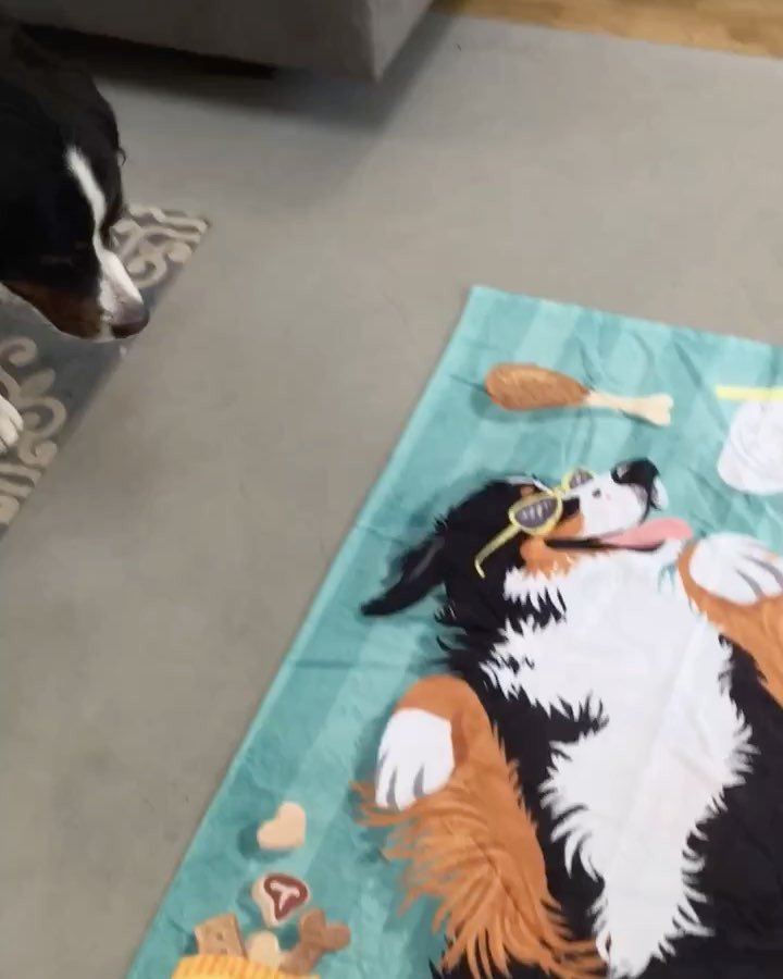 beatrixandmidge's tweet photo. Every #sunberner deserves a soft towel! Get yours before they're gone, and save 15% with the code SUNBERNER until Sept 8th. #bernerswag #do… https://t.co/NVkmLR9qBq