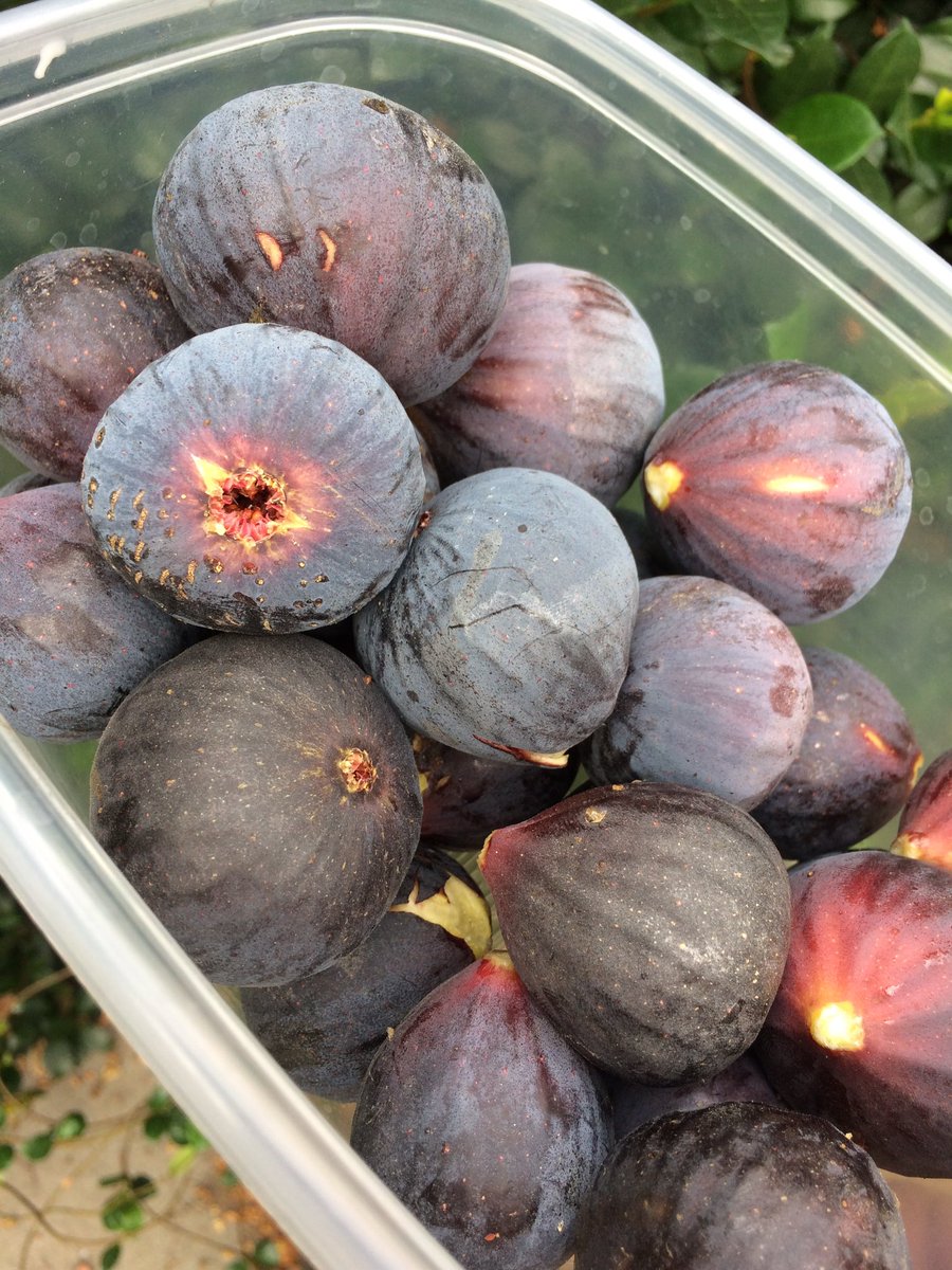 qubriq's tweet photo. This week's harvest of #MissionFigs https://t.co/AQAqoI1gwV