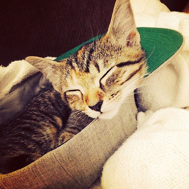 officiallitbox's tweet photo. Princess of #hiphop. #flatbrimmed #CatsOfTwitter #AdoptDontShop https://t.co/h1gWwovDME