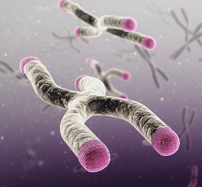 sciencebeta's tweet photo. Longer Telomeres Protect Against Age-related Cardiac Disease https://t.co/Ga3Shgk7UW https://t.co/dDjjqRYyM3