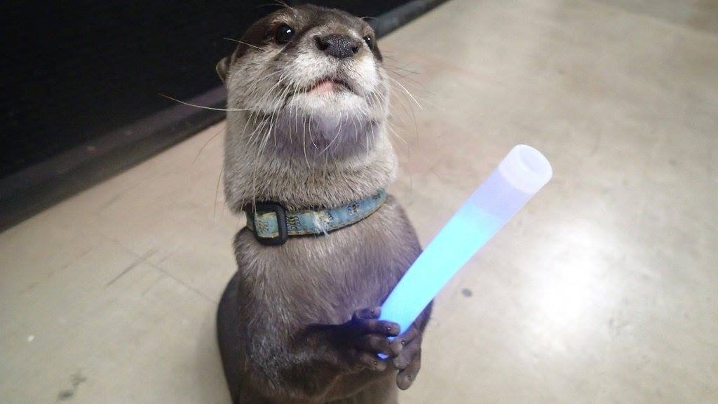 Nemesis851's tweet photo. #ARKSurvivalEvolved otter not waiting for #ARKAberration  Glow stick in paws, READY2GO NOW ‼️ #N851  @SurviveTheARK https://t.co/qGYa7EAAGH