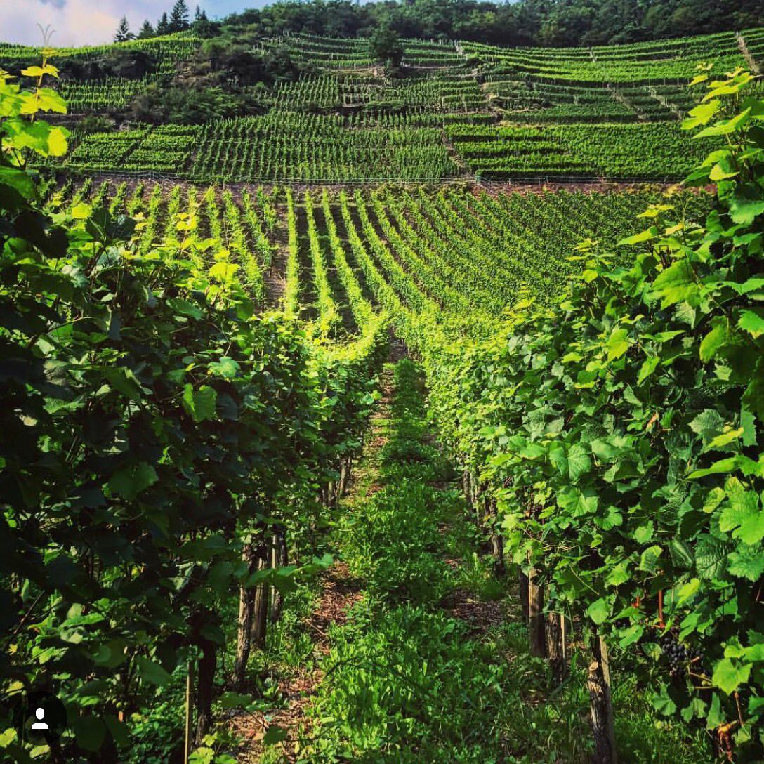 ThePinotFile tweet picture