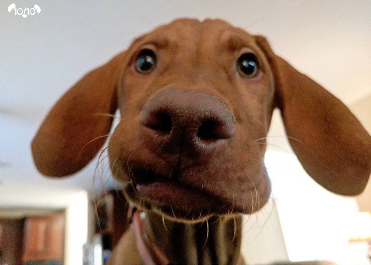 dog_rates's tweet photo. This is Lucy. She's trying to learn how to smile. Doing her absolute best. 12/10 that's all we can ask for https://t.co/Xr27tY6VKT