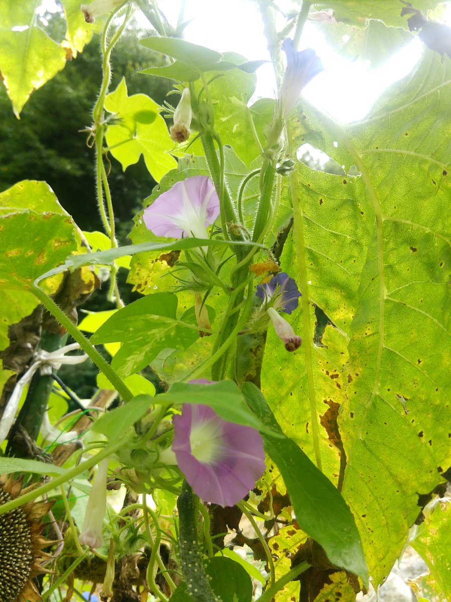 陽炎 雑草化したアメリカアサガオ 大輪朝顔の後代 おそらく10代 ヘデラセア葉を導入したくて交配したが 強い草勢 大苞葉 曲り萼 小輪なども特徴的で無弁花や獅子 姫あたりと組み合わせても面白そう とりあえず 捻梅と交配 変化朝顔 朝顔