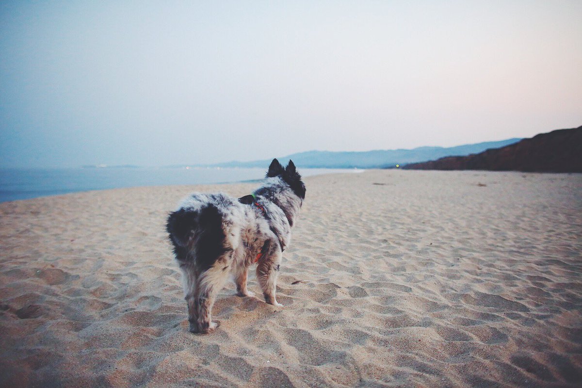 sweetladyaussie's tweet photo. The sound of waves are a bit loud, the sand is challenging to walk on and there crazy number of smells here.At least it's cool.
#PoplarBeach https://t.co/2JHrTGoz9B