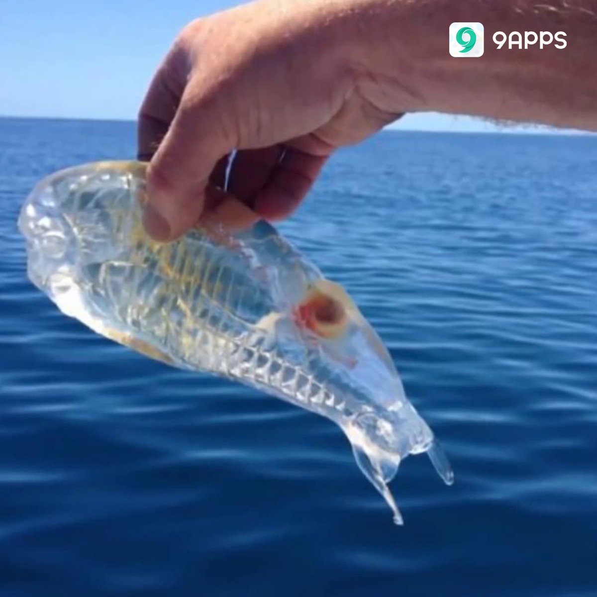 Aneh tapi nyata, ada sebuah jenis ikan yang tubuhnya 99% TRANSPARAN! Nama ikanya adalah Salpa Maggiore. Ada yang pernah liat ikan ini?