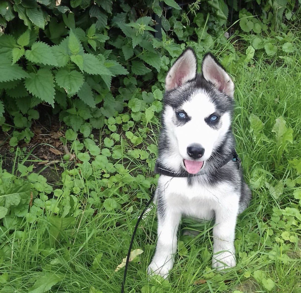DogsShare's tweet photo. #Vermist, #hond, #Reu, Husky, 3mnd, #Munster, https://t.co/PFiwW4hLxq https://t.co/1Wk9e1kits