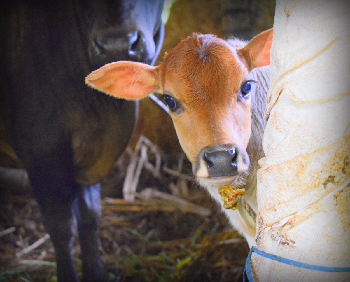 kpmbhat's tweet photo. ನಮ್ಮಮನೆಯ ಪುಟ್ಟ ಕರು 😀💟😘

#desicow #kasaragodgidda #ಅಭಯಾಕ್ಷರ #protectwithpen https://t.co/0yHINLCVvX