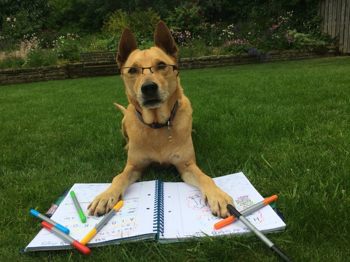 vets kitchen sensitive