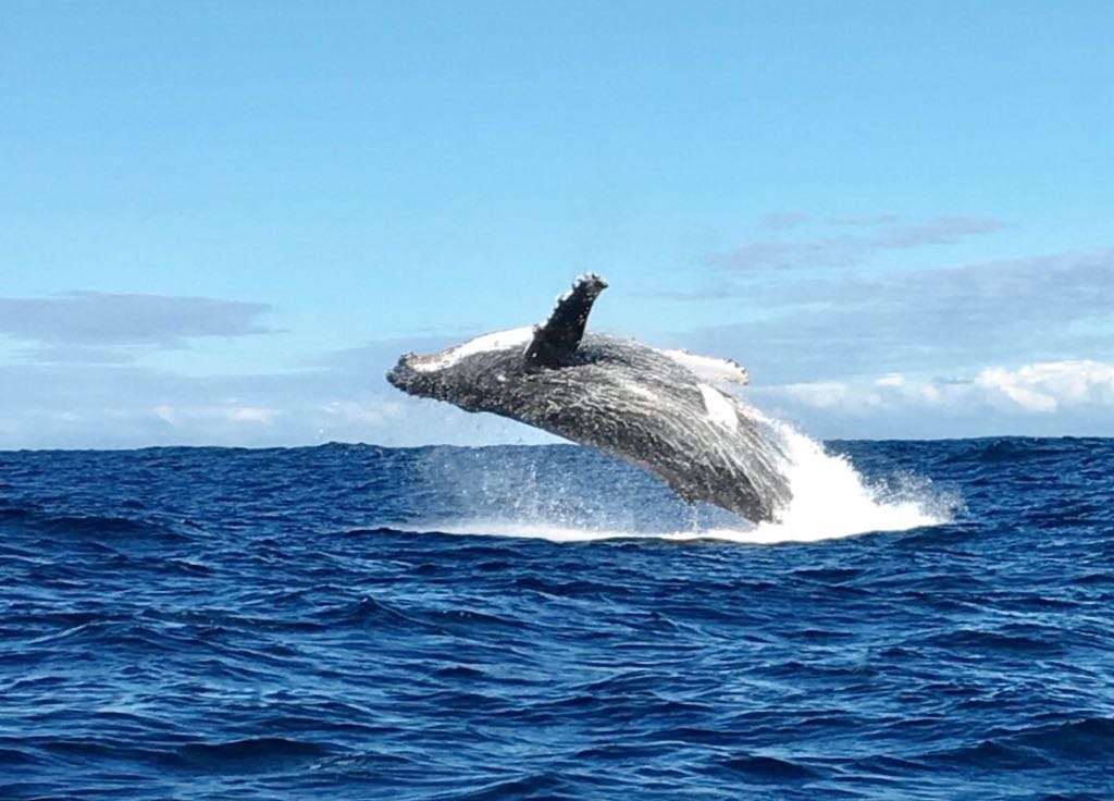 Have a whale of a week #MondayMotivation <a href="/Monique_PR_/">Monique van der KZN 🇿🇦</a> <a href="/AnjeRautenbach/">AnjeRautenbach</a> <a href="/southafricaTO/">SouthAfrica.TO</a> <a href="/TravelGround/">TravelGround</a> <a href="/Winelands/">Marlize Stander</a> <a href="/thejaxblog/">IG: The Jax Blog</a> @nandimgwa