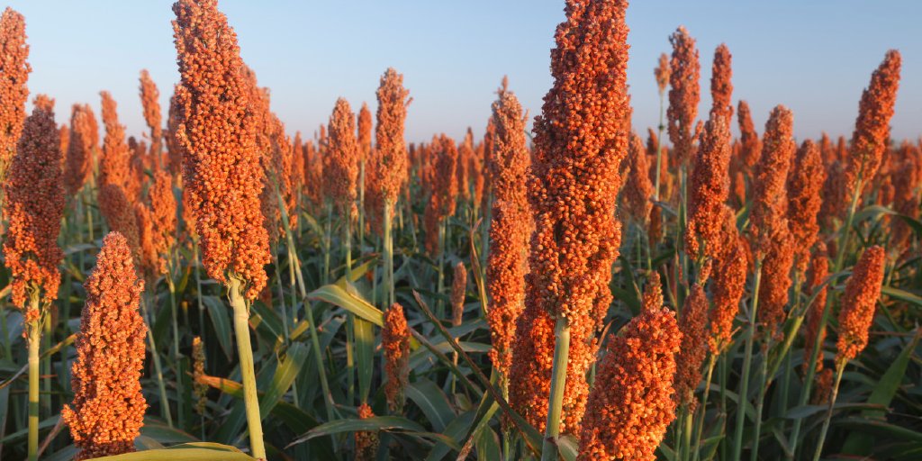 Our new #sorghum varieties give growers access to improvements in agronomic performance &amp; high yield
potential. bit.ly/2nQvbyG