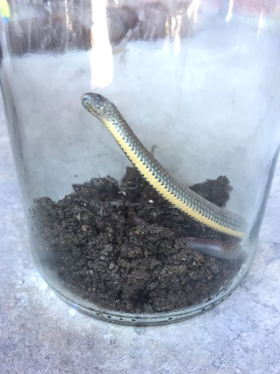 capesnakes's tweet photo. Not sure what snake this is? Watch WC snake ID videos here https://t.co/fEG8J0d5Yh #besnakesmart @CapeTalk @CityofCapeTown @DiBrown5 https://t.co/do3rgDqTl9