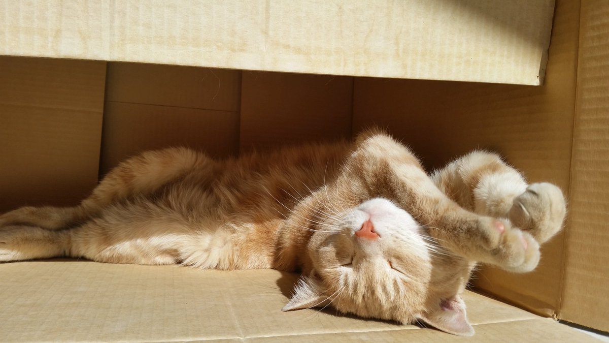 Riley_von_Pelt's tweet photo. What could be better than #Catboxsunday wiff Nigel Furphy your all-new #TailoftheWeek!! Lookit!   @thefurphster  https://t.co/MfWzeN6SOm https://t.co/FeZ5eJ0Qxp