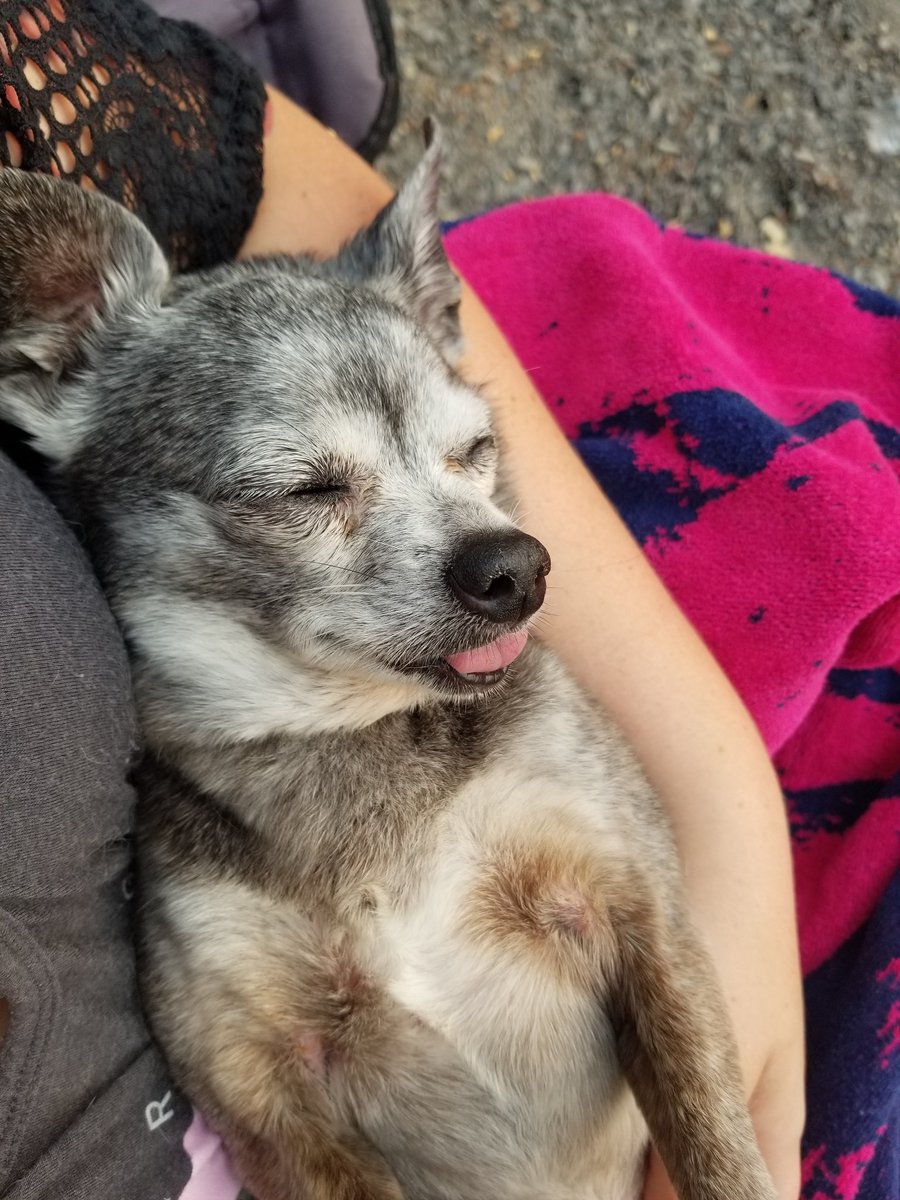 Mariah_Potts's tweet photo. If Lilly isn't the cutest..... #16yearsold #2teeth #snugglebug https://t.co/nV8Bbhgr1j