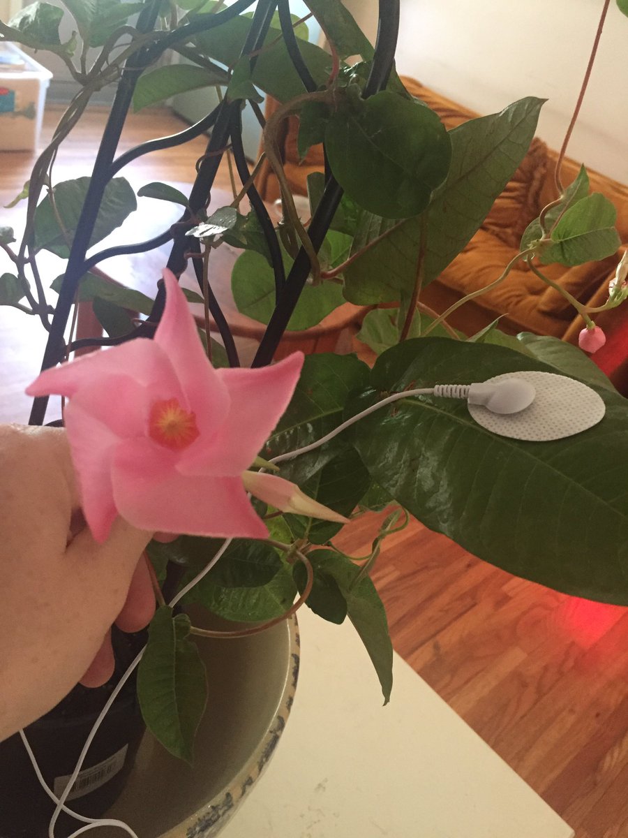 UnknownToneRecs's tweet photo. Can plants make music? Come find out this Friday Sept 8th for the Unknown Tone Records takeover at Philbrook Museum of Art 6-9pm https://t.co/6Y7hTjsMFg