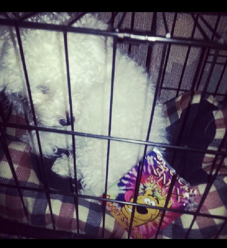 hectorcorona's tweet photo. Back when my baby used to smoke scoobie snax #kushhead #k2 https://t.co/Lsx1eXh4Yr