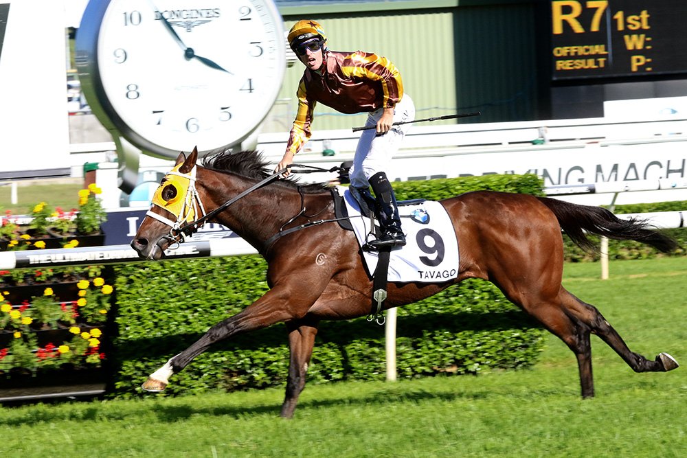 nzracingnews's tweet photo. @busuttin racing the clock to get #Tavago to Gr.2 Dato Tan Chin Nam Stakes. https://t.co/zyDNHuHHqa https://t.co/YixQ2s2Ec3