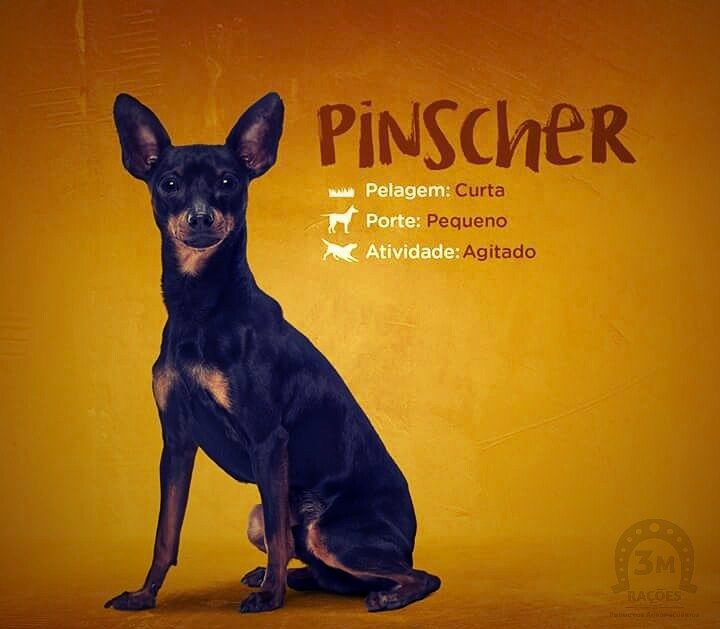 3mracoes's tweet photo. O pinscher é considerado um cão de guarda sabia?Por isso é comum ver encarando cachorros bem maiores pela rua. #Pinscher #3MRações #lovedogs https://t.co/ElsNVYAOte
