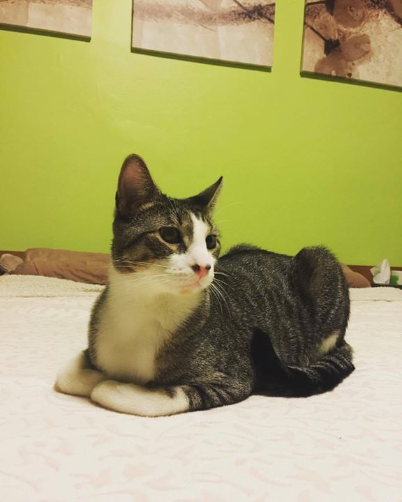 valentinaveleva's tweet photo. #sundayvibes #holidayweekend #idontwork #theyfeedme #catsproblems #catsofinstagram #purrfection #bedroomgoals #beh… https://t.co/kahaRuesre https://t.co/ehr1wfIiCb