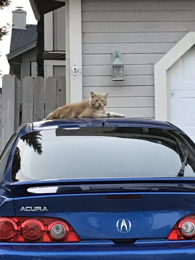 Finally found out who the paw prints belong to on my car 😂