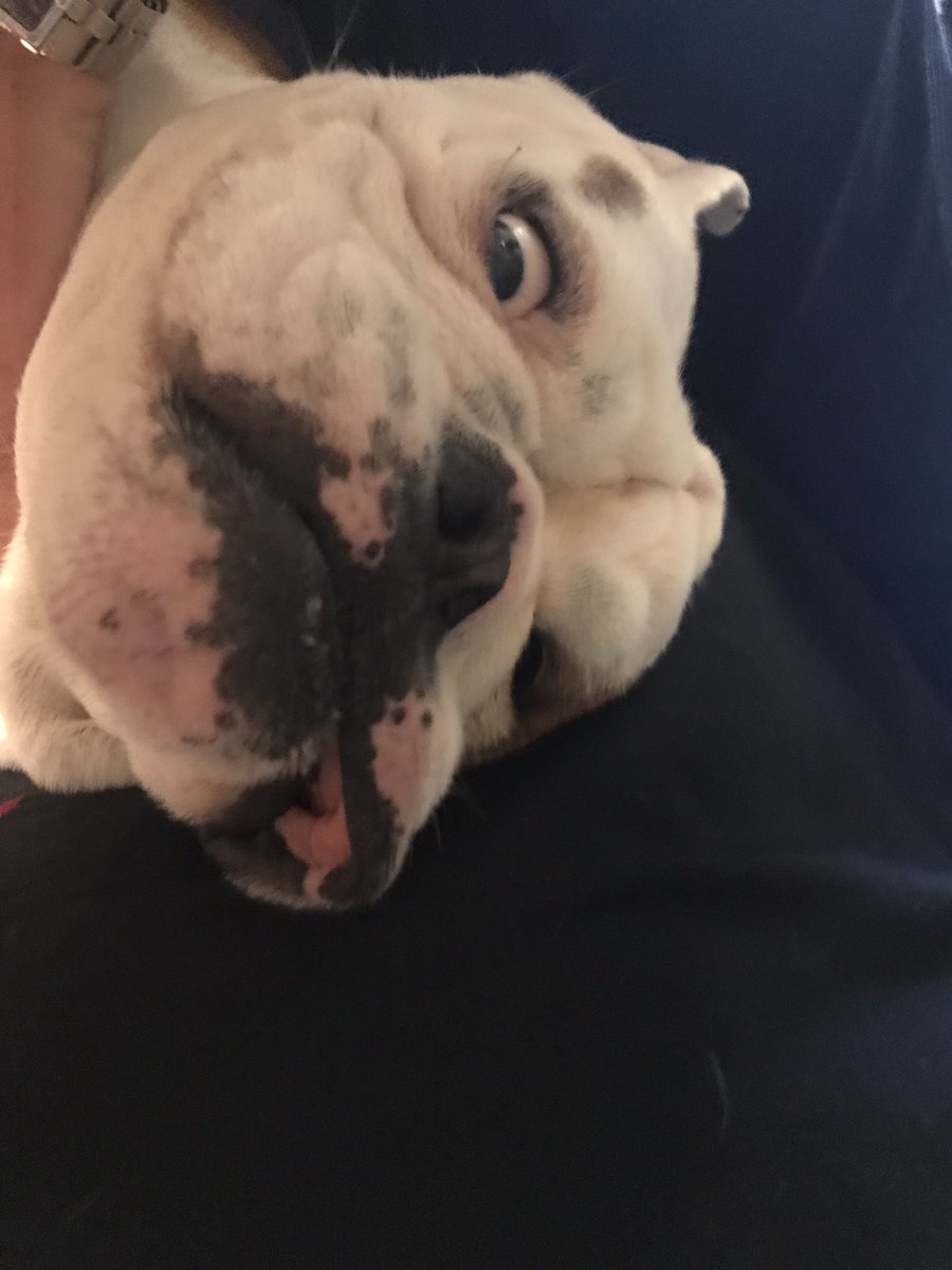 cheyennnnnnneee's tweet photo. Happy birthday to the best pupper 🐶💕 https://t.co/RKHh1is19E