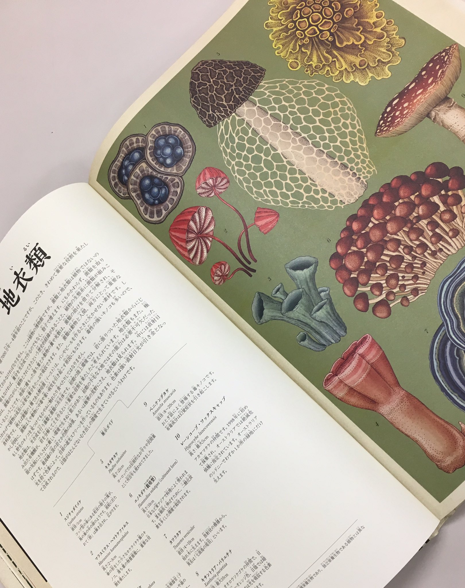 ボタニカム ようこそ、植物の博物館へ