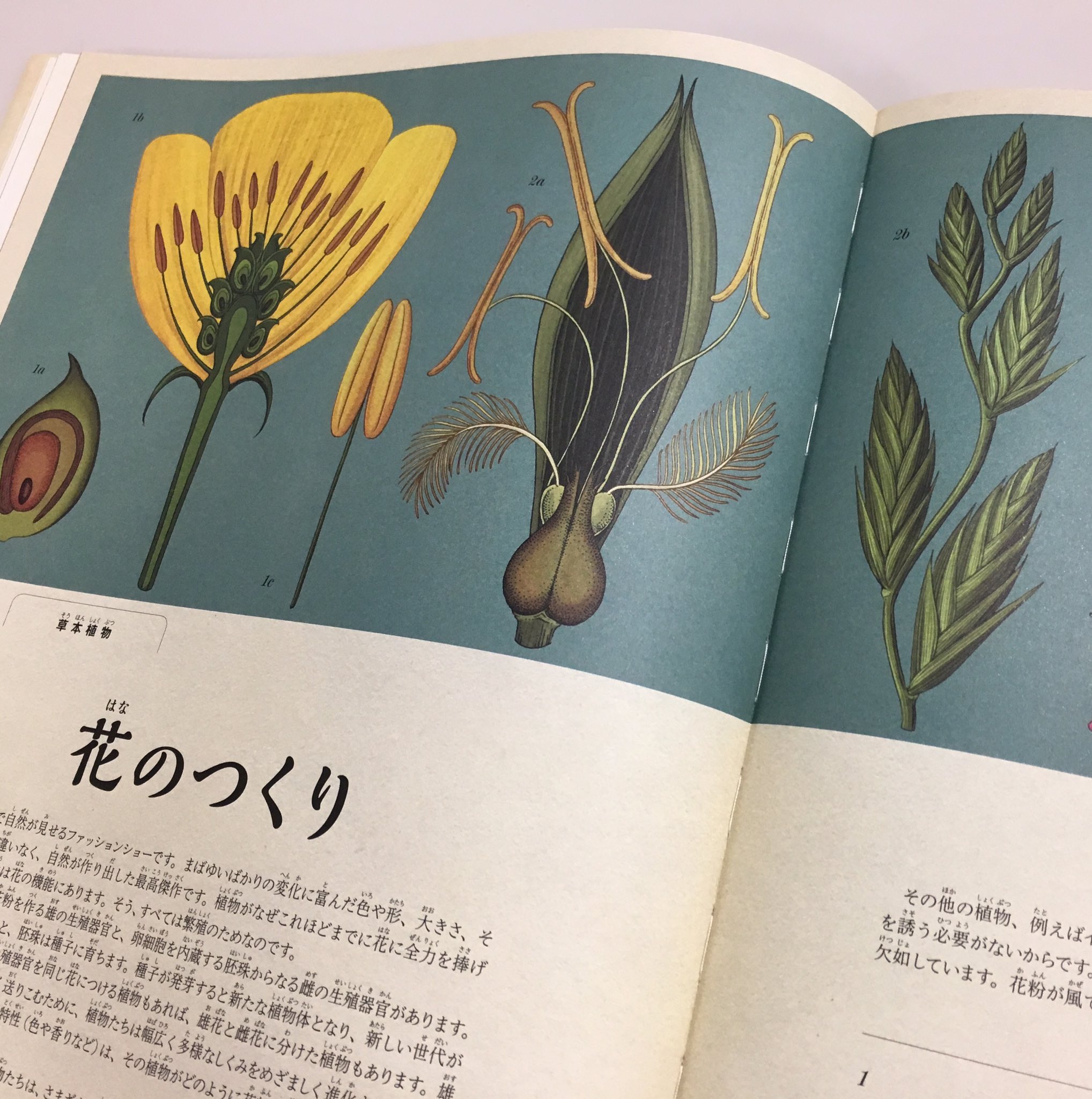 ボタニカム ようこそ、植物の博物館へ | 株式会社汐文社（ちょう