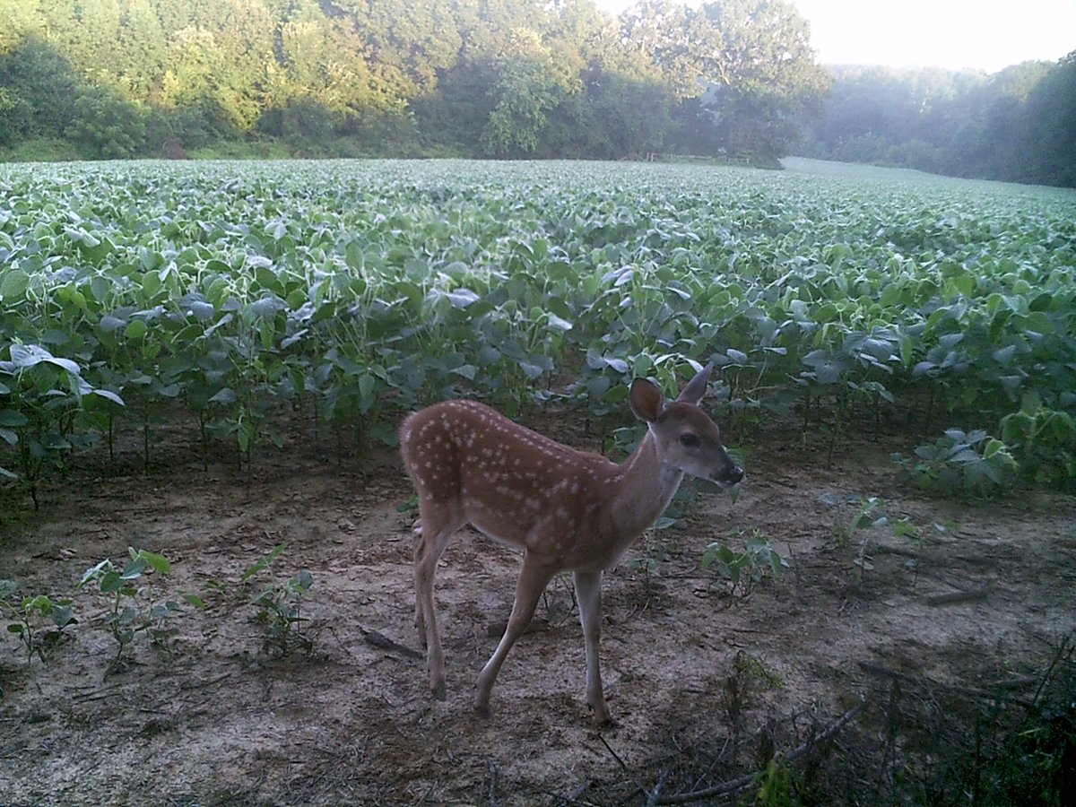 TN_WX's tweet photo. #BambiAlert πFull of those #WestTN #soybeans π #whitetail #fawn #deer #wildlife #trailcamology #WildThings in #TN https://t.co/RUGNTCejBZ https://t.co/5w9vl8qjGd