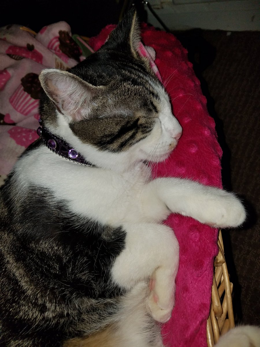 CharlotteSext18's tweet photo. @OurCatDoor How many hpurs you at? https://t.co/F6I7NFHcKT