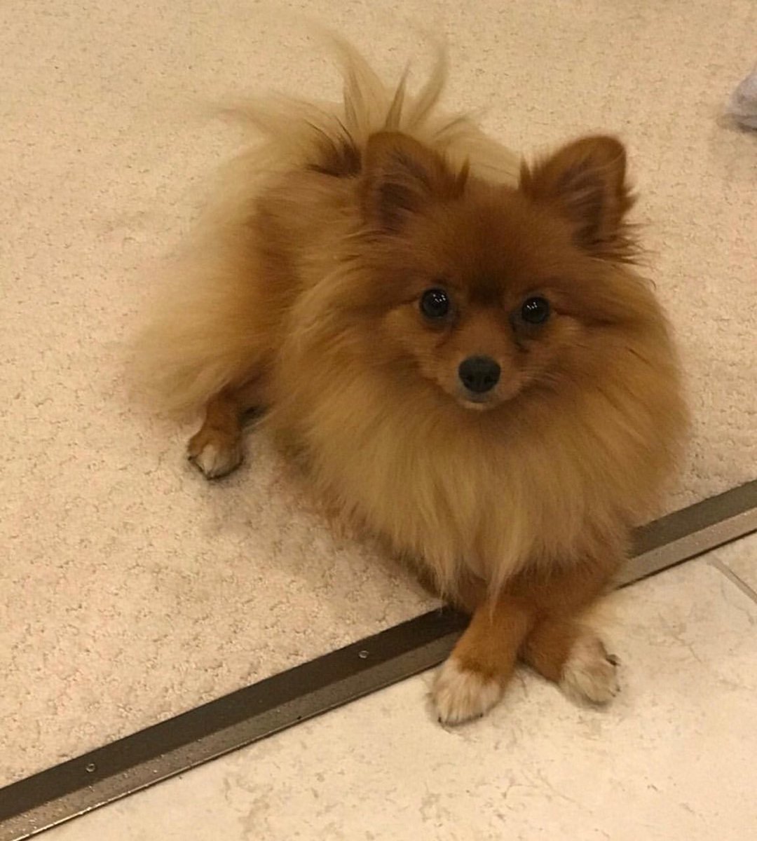 Censor's tweet photo. My dog Mimi is missing if you're in the Southampton area and you find her please tweet me https://t.co/fNh8E9mUGH