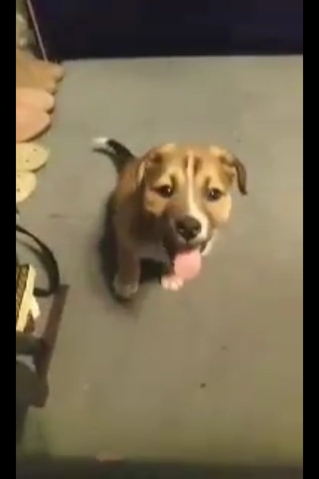 OGAstroe's tweet photo. LB❤️ 
6 weeks 
3 months 
5 months https://t.co/2F4Z0N7APl