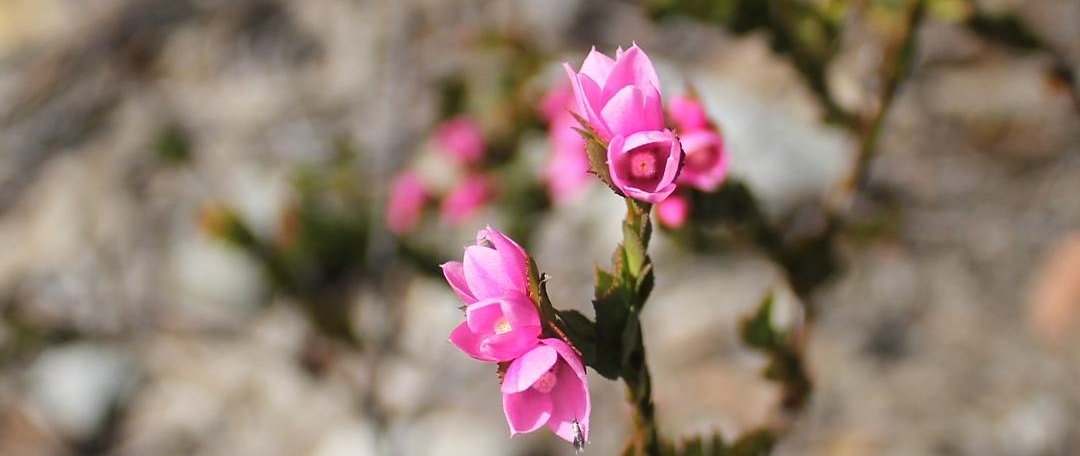 CharlotteSimyo's tweet photo. Boronia serrulata. What an amazing pink! #boronia #spring #KuringaiNP #nationalparks #nativeplants #botany #plantecology #pink #prettyinpink https://t.co/QmCDQSLma4