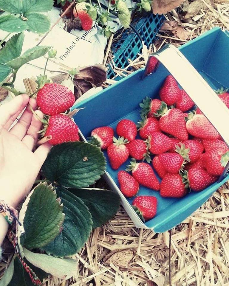 Thorne's Farm Shop (@thornesfarms) on Twitter photo There are still lots of juicy #Strawberries for picking here at <a href="/ThornesFarmS/">Thorne's Farm Shop</a> . Why not come and enjoy #lunch too?! #farmshop #devon #pyo There are still lots of juicy #Strawberries for picking here at <a href="/ThornesFarmS/">Thorne's Farm Shop</a> . Why not come and enjoy #lunch too?! #farmshop #devon #pyo