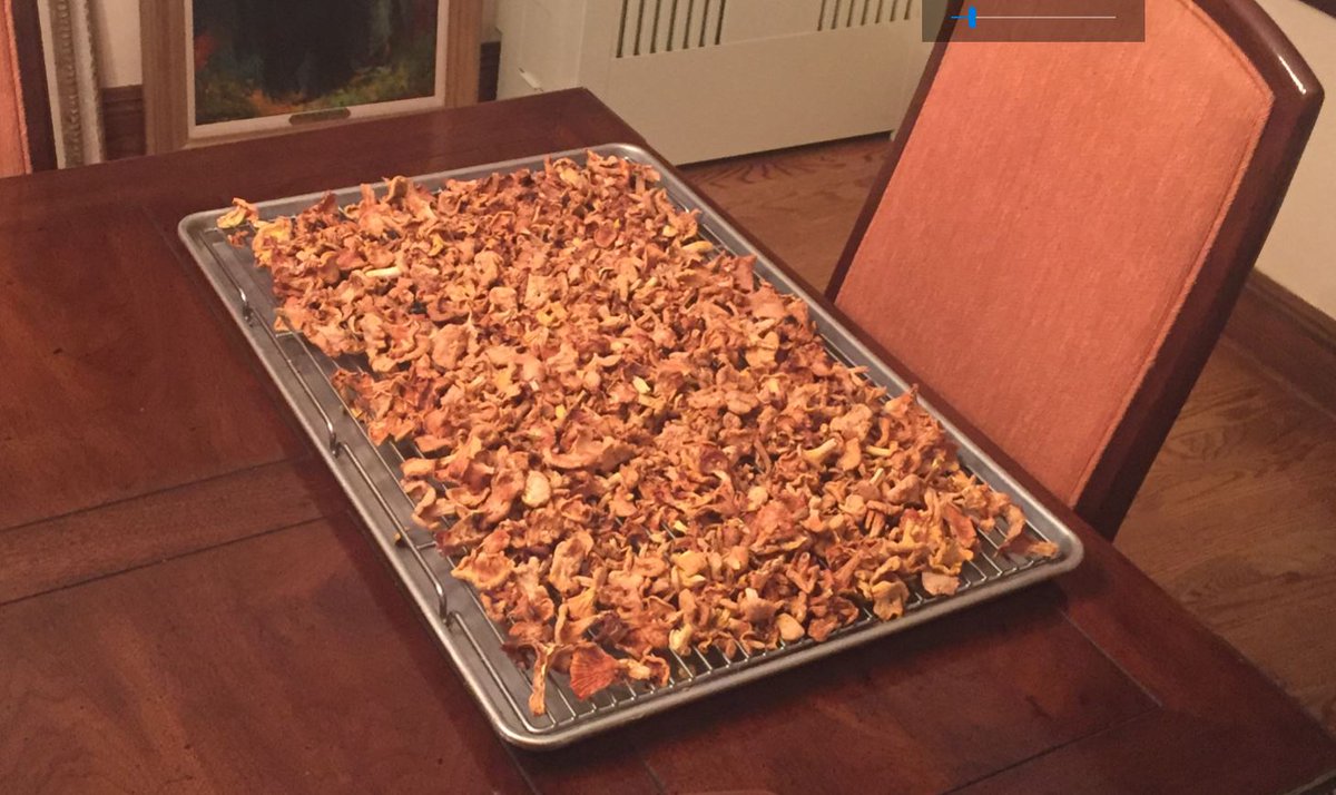 IverRoseClown's tweet photo. #Chanterelles #Giroles #Mushrooms #Champigons picked already "pre-dried" by Mother Nature: Supplies for the #coldmonths #lifeisgood https://t.co/HJUtUMjKRW