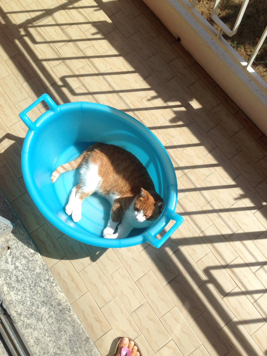 LMelusini's tweet photo. Fred  il #gatto dispettoso https://t.co/gYvoBspTdu