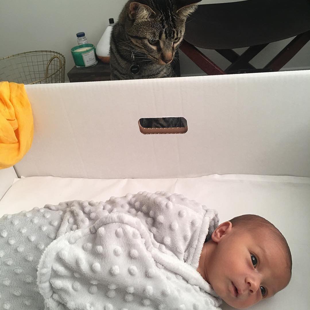 fibabybox's tweet photo. Don't worry. Meow takes care of the pumpkin now ☺️#finnishbabybox https://t.co/RFxuGKu1Il