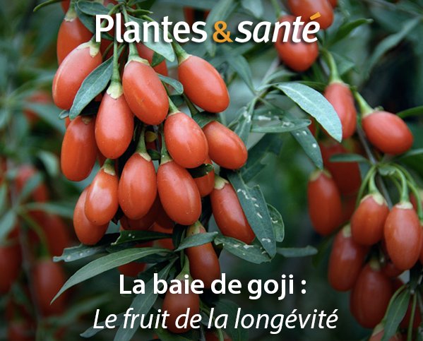 Image de la semaine / La baie de goji

Vertues medicinales : urlz.fr/5wOc