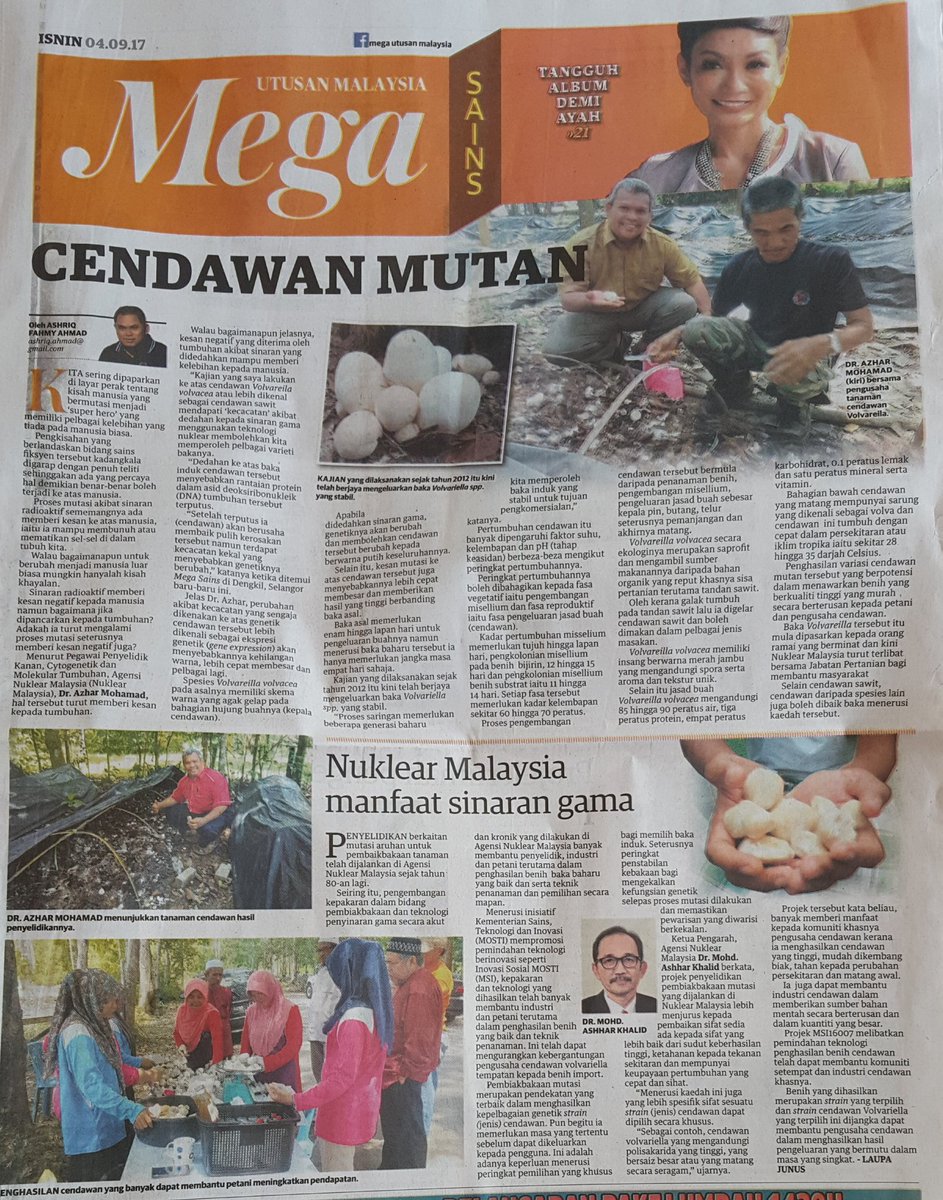 KPNuklear's tweet photo. Cendawan Mutan.Nuklear Malaysia manfaat sinaran gama - Utusan Malaysia,4/9/17 @WTangau @Datodrazhar @moaMalaysia @MyMOSTI @NuklearMalaysia https://t.co/R2ciuAFhMs