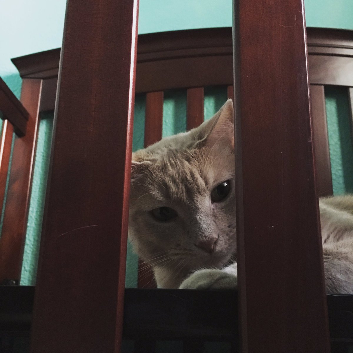 StarkMinions's tweet photo. Humans got me a new bed. I approve. It has great gaps for attacks! #attackcat #whatsababy #og https://t.co/7mLwKbDIbP