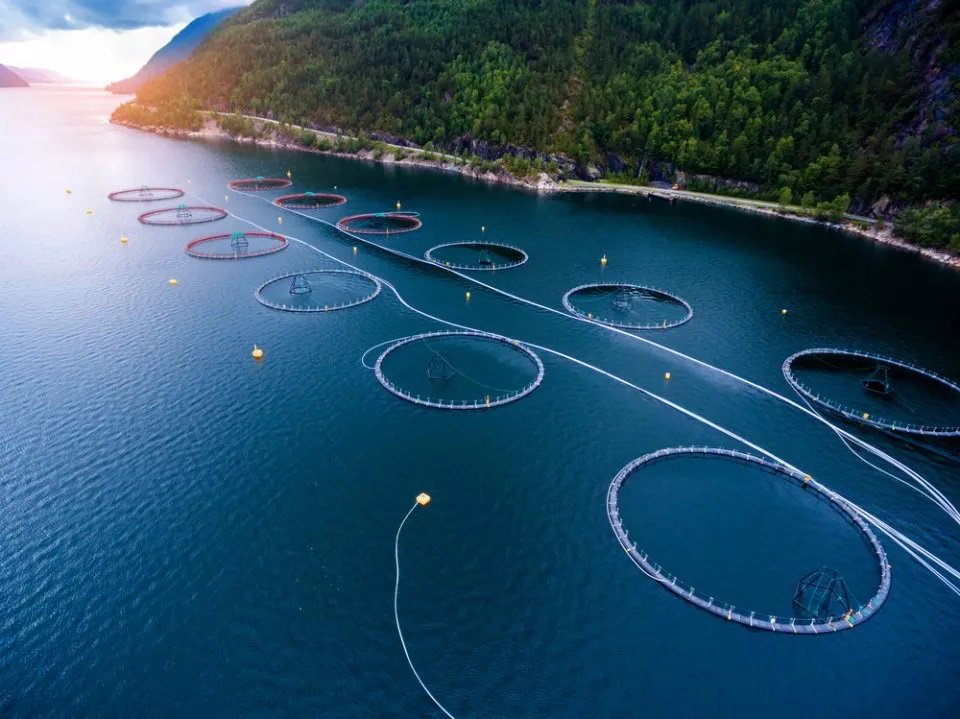 Is There a Better Way to Farm Fish? thetyee.ca/News/2017/09/0… #bcpoli