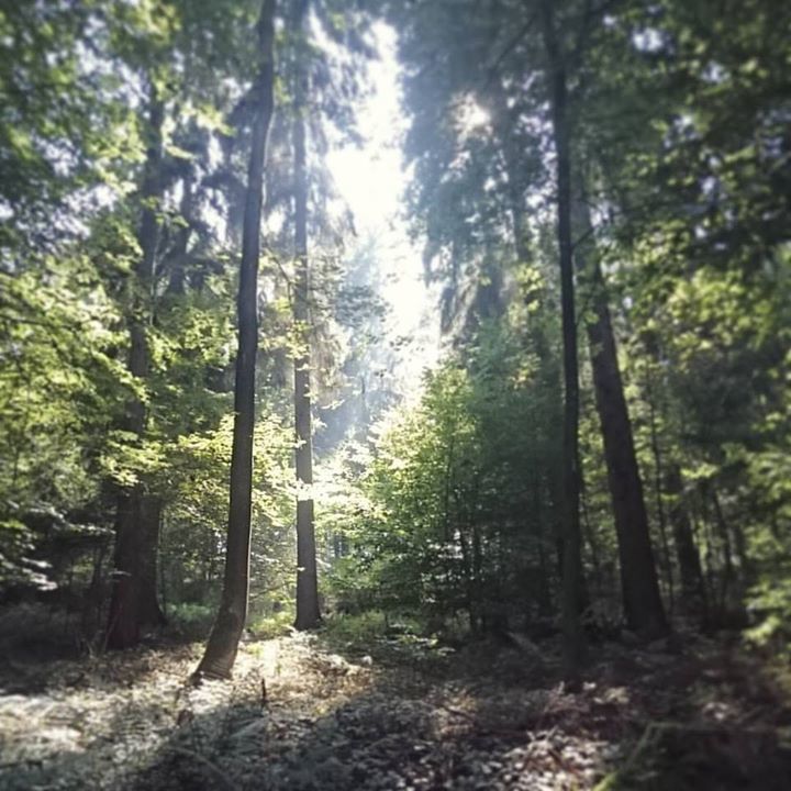 Catilustre's tweet photo. Der deutsche Wald 🌲🌳💚
#odenwald #lichtundschatten #inthewoods #wanderlust #treeslove #derdeutschewald https://t.co/wbeMP8nBEX