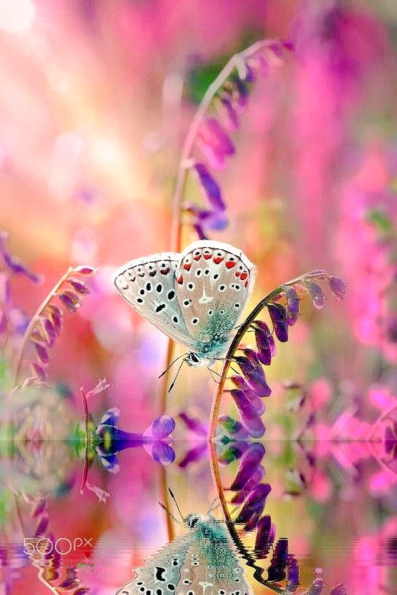 lisbeth_stieg's tweet photo. @captain_mehyar So beautiful, thx ☺️🌹 https://t.co/dqDfuBJrmh