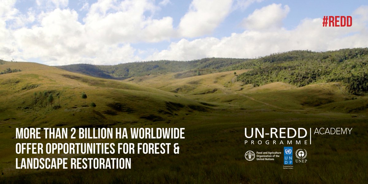 Not all is lost! 
Forests can be recovered &amp; you can do your part. 
Take action with the #REDD+ Academy: bit.ly/REDDacad #forests