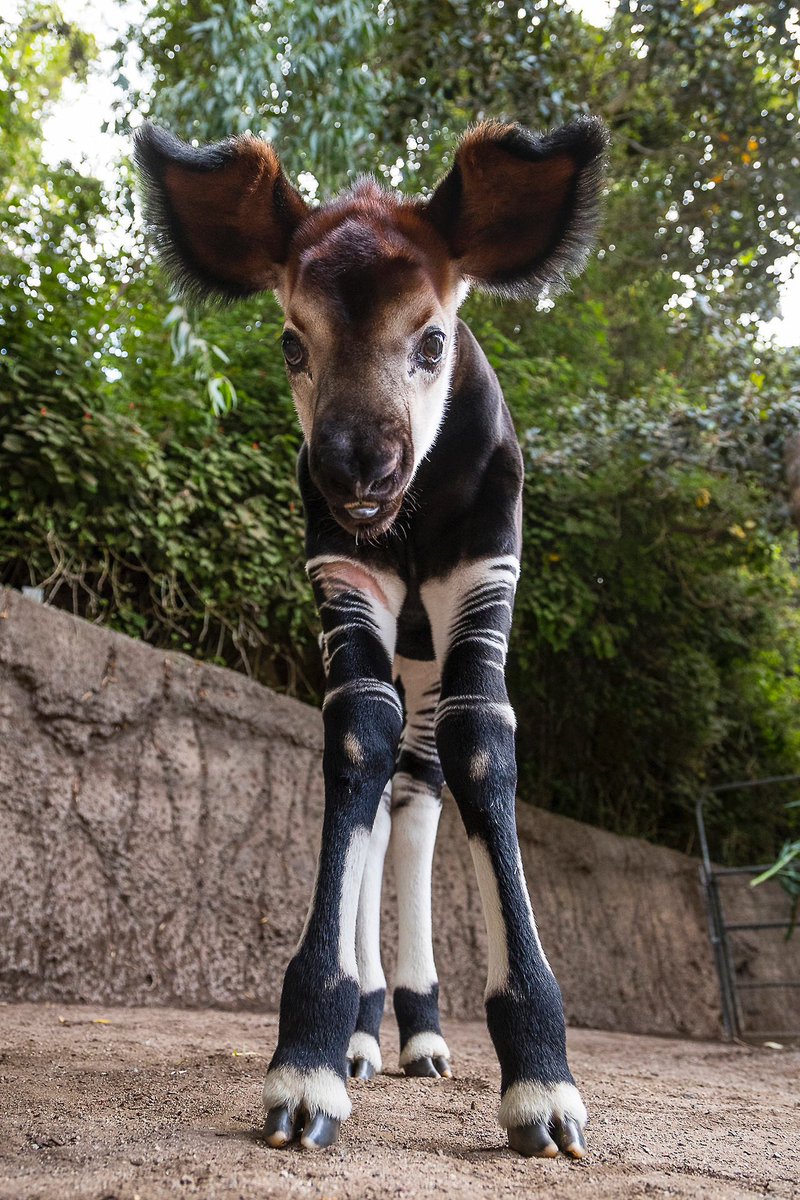 Meet Mosi the okapi, born last month at San Diego Zoo. 
The okapi is the only living relative of the giraffe. They are endangered.