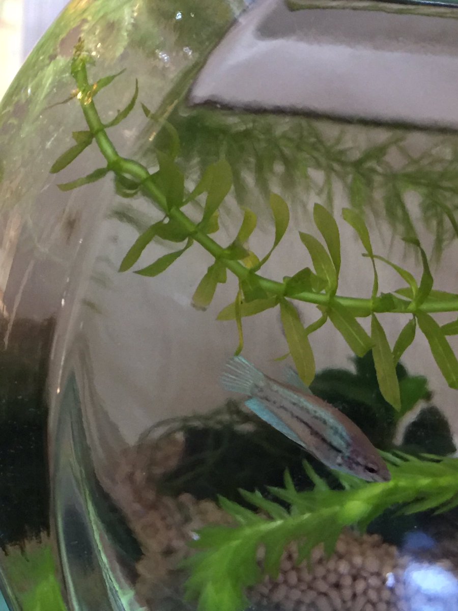 ベタの稚魚 ベタの稚魚