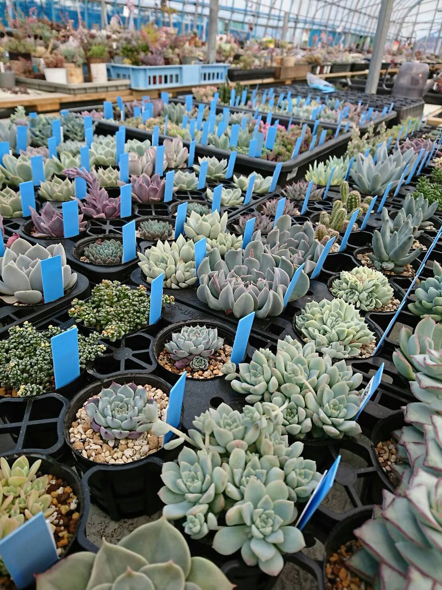 Blue Leaf Sur Twitter スモリの家 多肉植物即売会 各種ワークショップvol9 超強力タッグブース Sunny Spot 多肉愛好家o氏 今回もタッグを組んでの販売です O氏のリトープスもスモリ初登場 リトープス実生セットも販売してくれます T Co Ggicmfr8yb