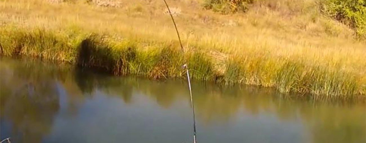 LukrisSL's tweet photo. Pezcador al día, principales noticias de pesca (septiembre de 2017, 1) https://t.co/gLHjDHmwp8 #pescadeportiva #noticiasdepesca #pesca https://t.co/yLu95DCxKk