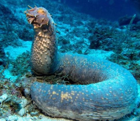 envirosanews's tweet photo. To celebrate #SeaWeek2017 here are 6 weird-looking SA marine creatures that you may mistake for animated celebrities https://t.co/AXIBq1Z7mM https://t.co/56mCW1bQMz